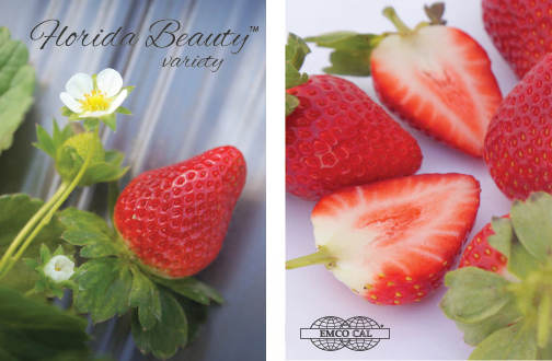strawberry florida beauty